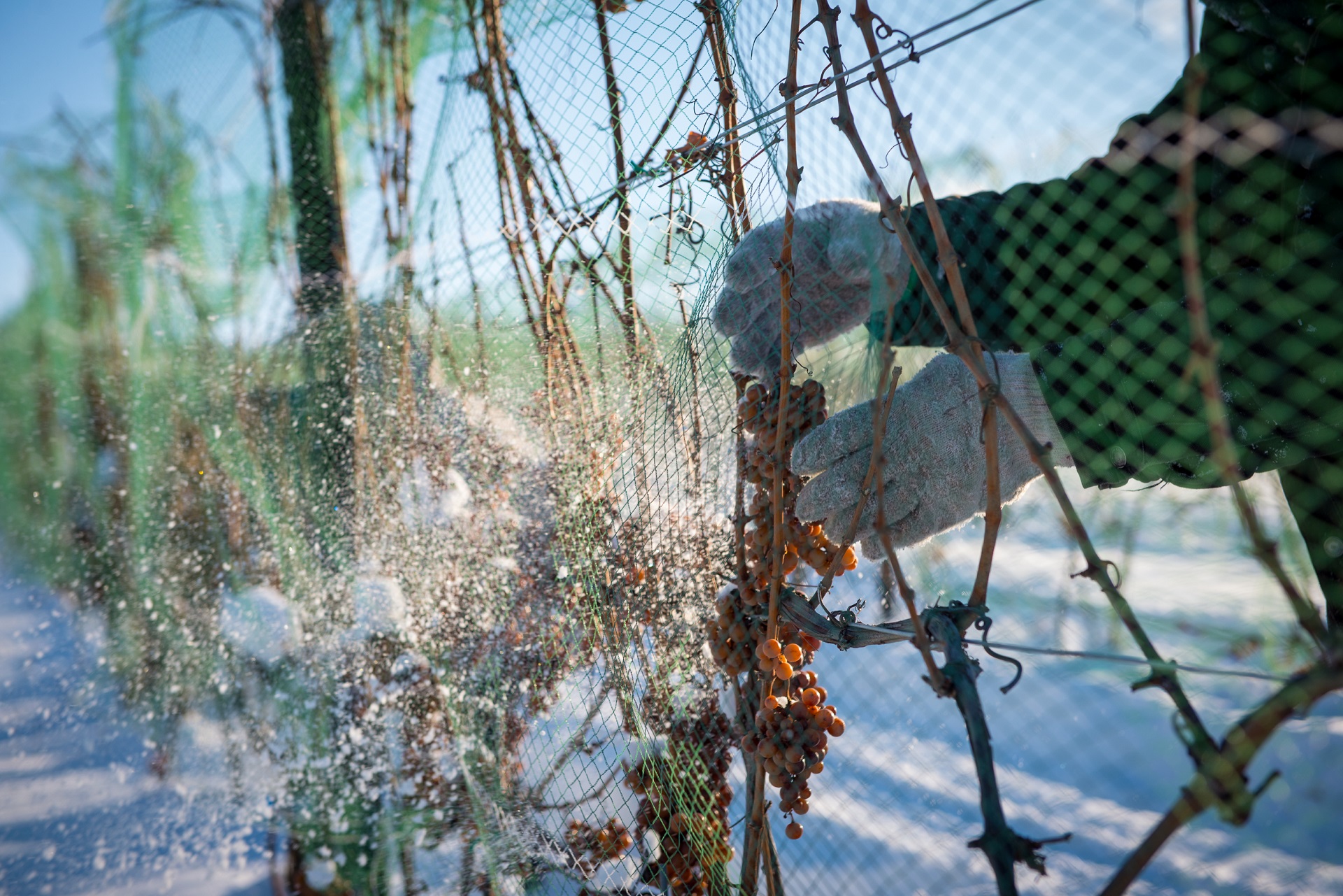 ice wine grapes