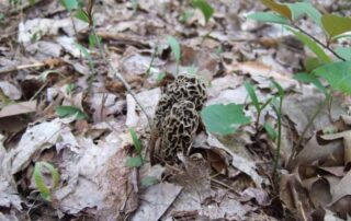 grey morels