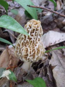 white morel