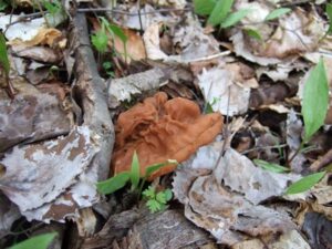 beefsteak mushroom in northen Michigan