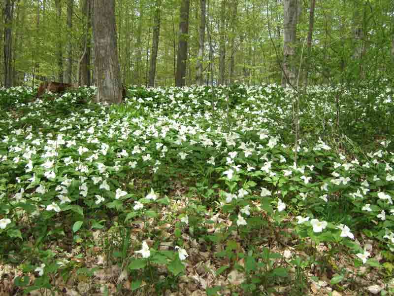 carpet of trillium on forest floor