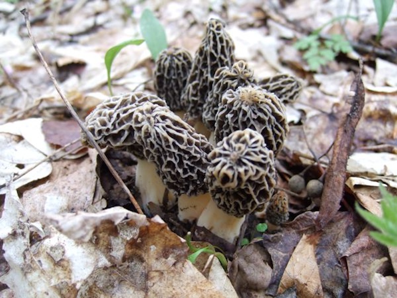 grey morel mushroom cluster in northen Michigan