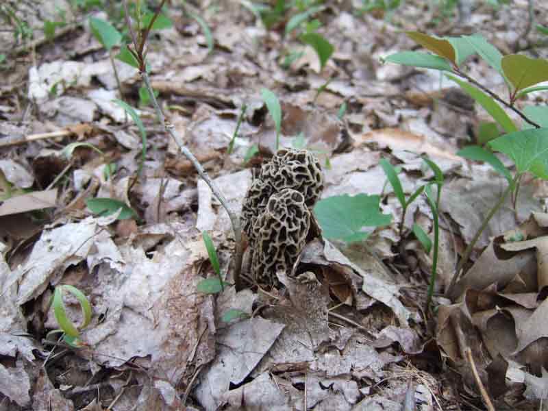grey morel mushrooms on forest floor