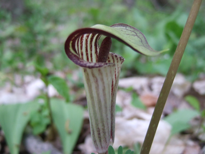 jack in the pulpit in northen Michigan woods