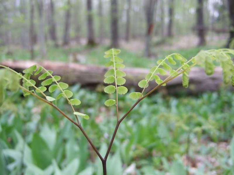 maidenhair fern in northen Michigan forest
