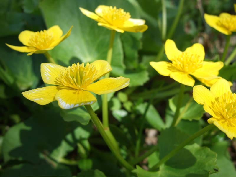 marsh marigolds in Northern Michigan woods