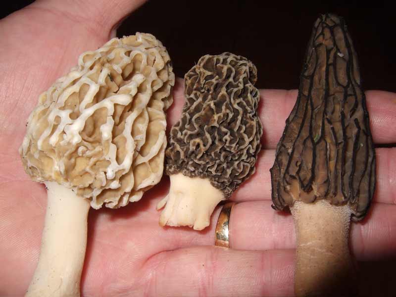 holding morel mushrooms in hand