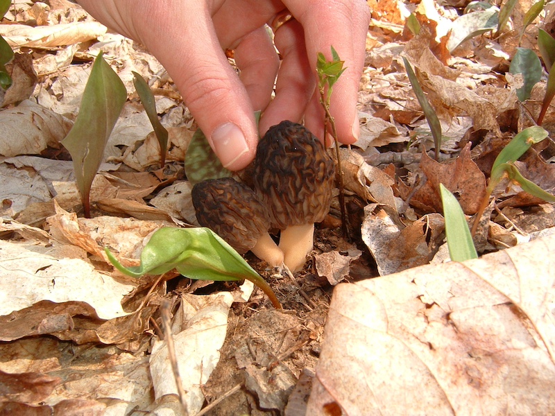 morel mushrooms on the forest floor