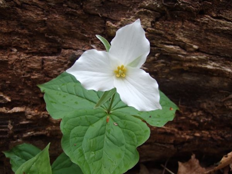 single trillium in the forest