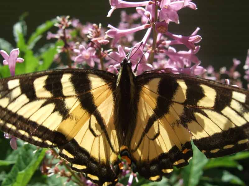 tiger swallow tail on lilacs