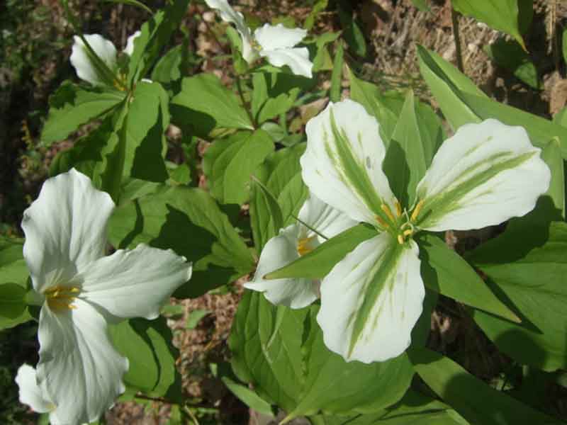 Trillium in northern Michigan forest
