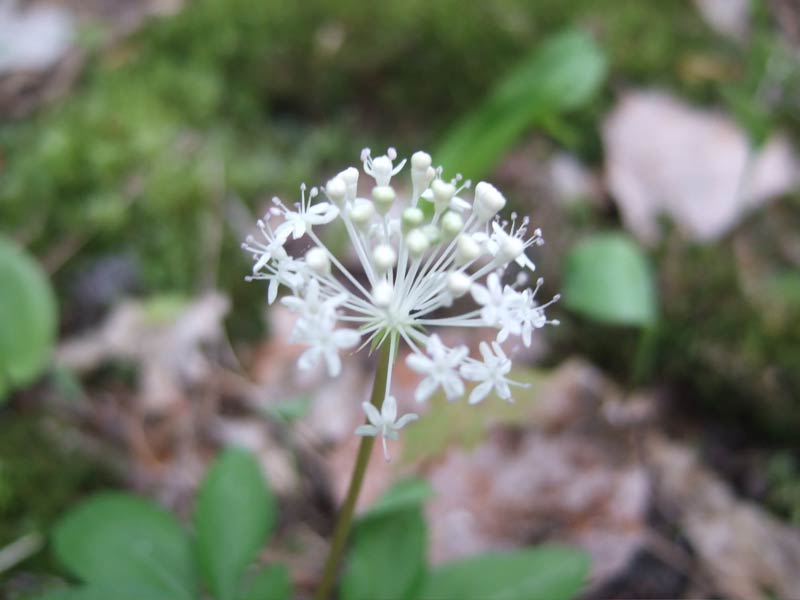 white wildflower in Northern Michigan forest
