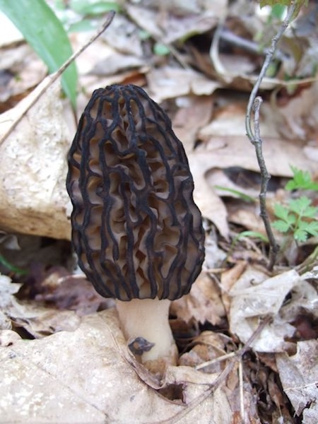 black morel mushroom