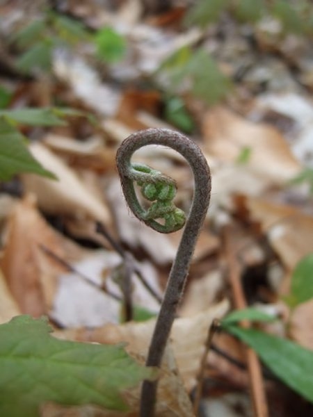 fiddle head fern in northern michigan forest