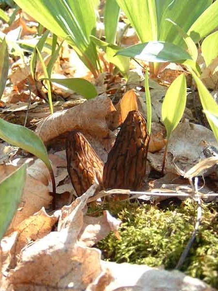 morel mushrooms and wild leeks