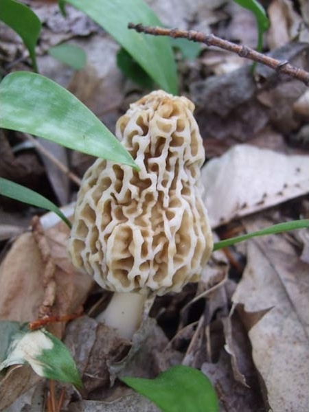 white morel mushroom